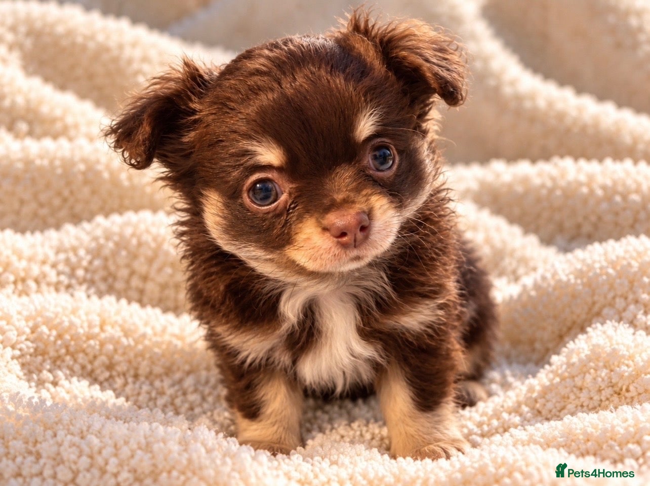 Chihuahua dogs for sale: Purebred Chihuahua Puppies – Not KC Registered - Advert 2