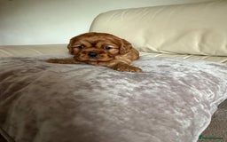 Cavalier King Charles Spaniel dogs for sale: Three King Charles Cavalier puppies  - Image 4