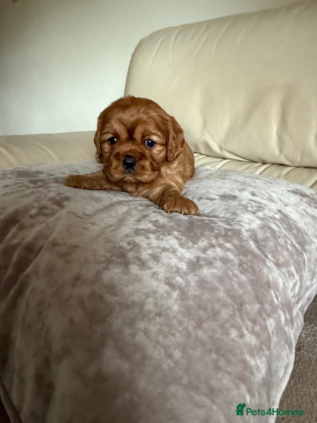 Cavalier King Charles Spaniel dogs for sale: Three King Charles Cavalier puppies  - Image 4