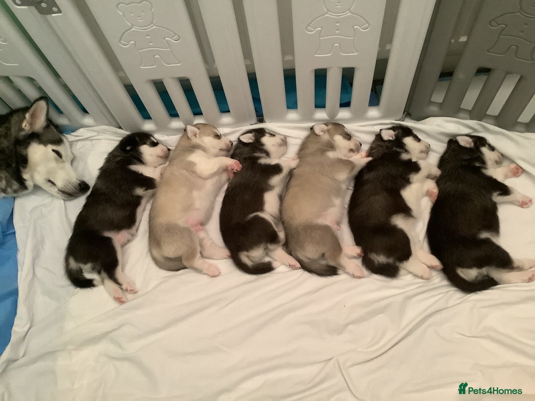 Siberian Husky dogs for sale: Gorgeous husky pups - Image 13