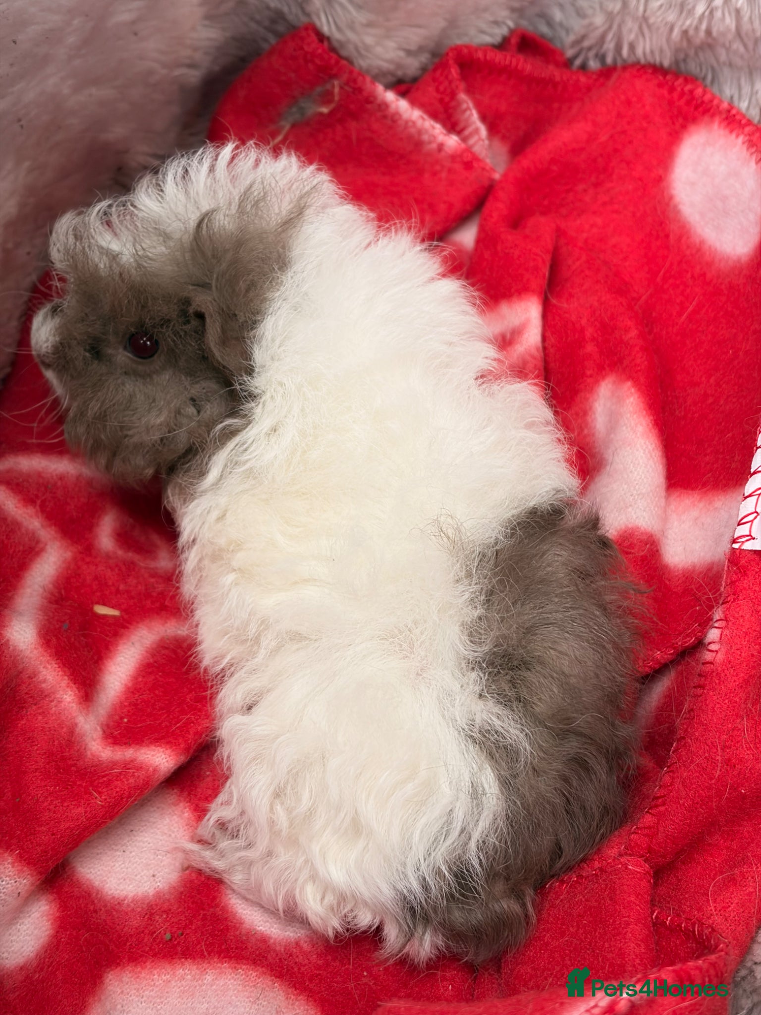 Guinea Pig rodents for sale: BEAUTIFUL BABY BOY GUINEA PIGS - Advert 6