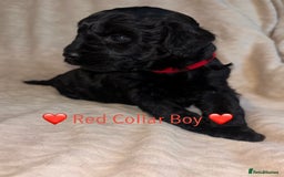 Cavapoo dogs for sale: 🐶 F1 CAVAPOO PUPPIES HEALTH TESTED PARENTS 🐶 - Advert 22