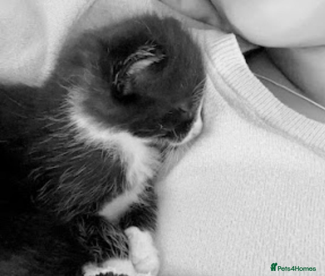 Mixed Breed cats for sale: 7 week Female Tuxedo Kitten  - Advert 2