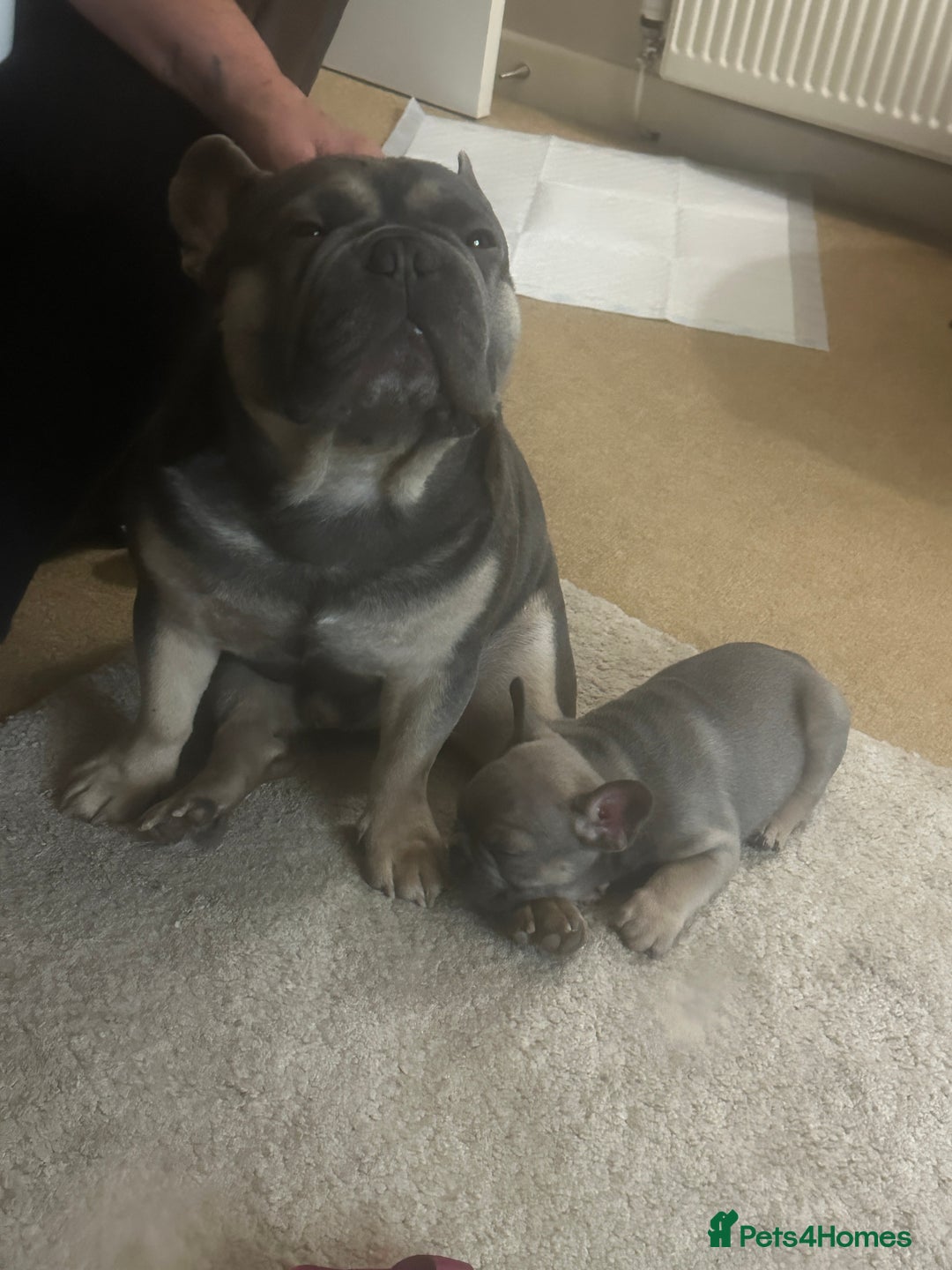 French Bulldog dogs for sale: French Bulldogs - Image 11