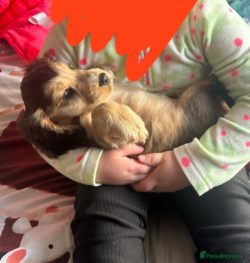 Cocker Spaniel dogs KC registered, health tested, Show cocker spaniels - Advert 2