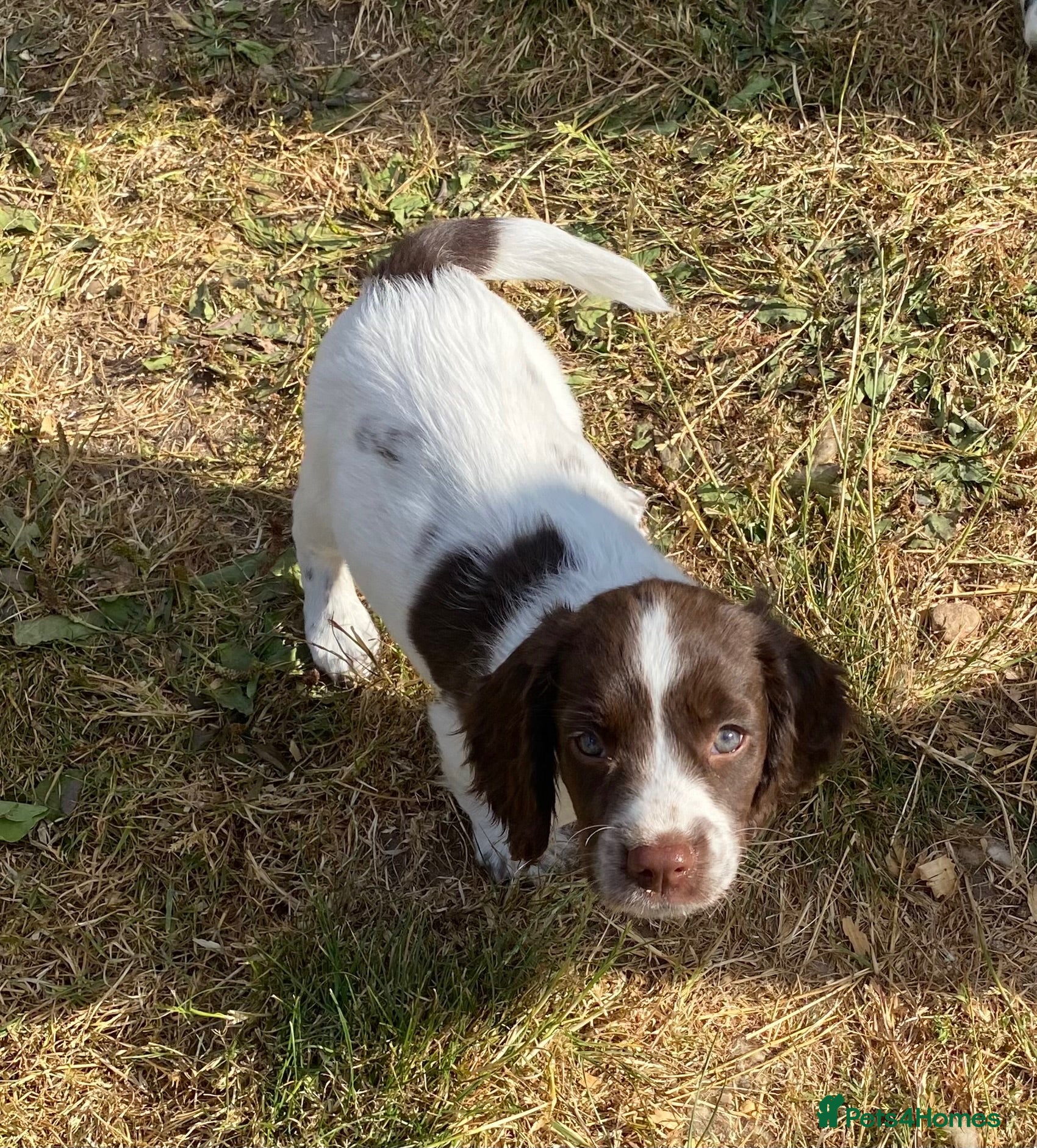 English Springer Spaniel dogs Exciting Prospects - Advert 1