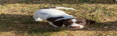 English Springer Spaniel 2