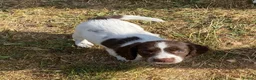 English Springer Spaniel dogs for sale: Exciting Prospects in Ashbourne - Advert 3