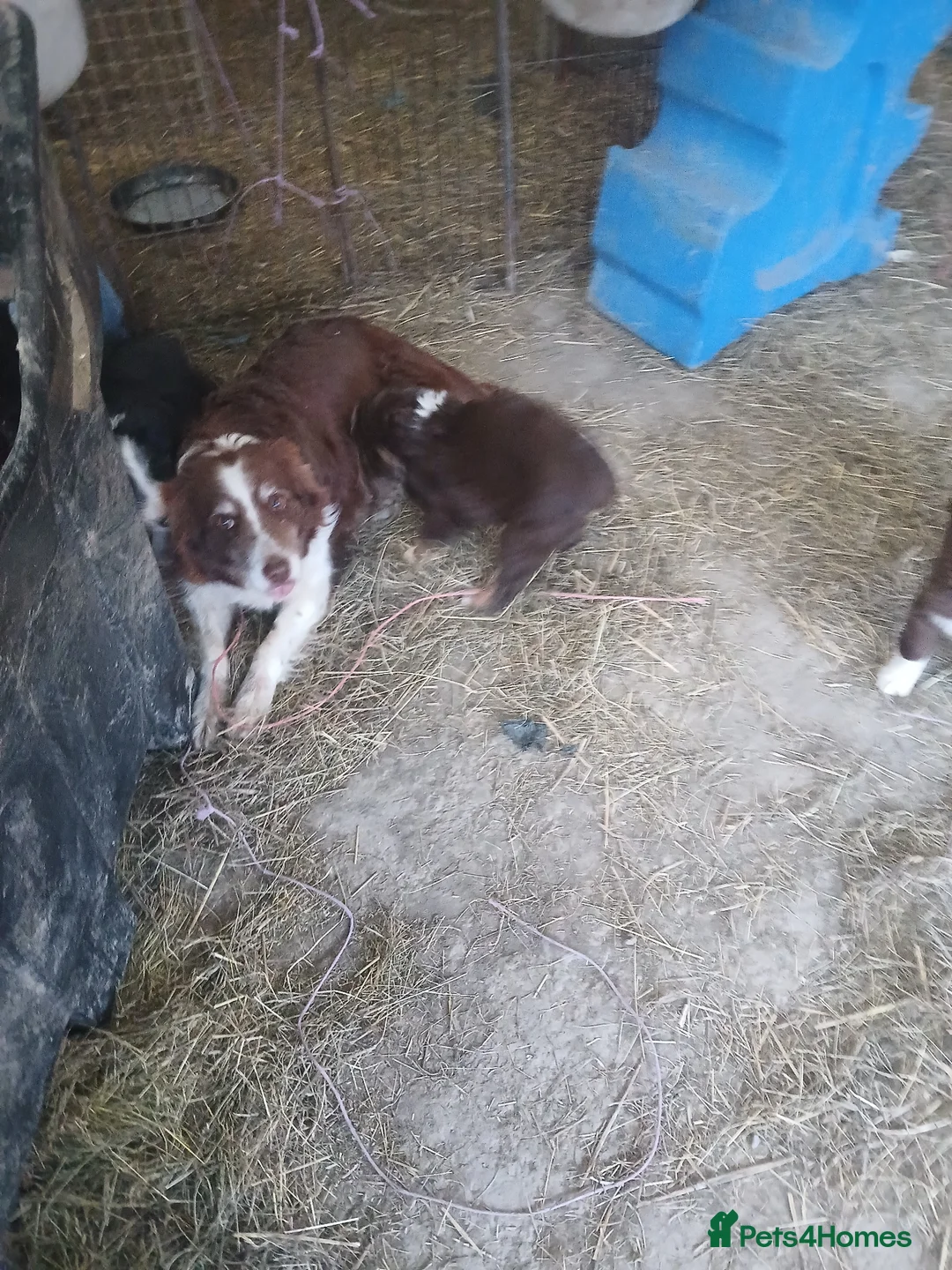 Mixed Breed dogs for sale: Bearded collie x puppies - Advert 1