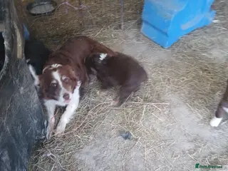 Mixed Breed dogs Bearded collie x puppies - Advert 14