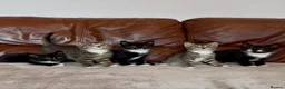 Mixed Breed cats for sale: Beautiful kittens  - Advert 3