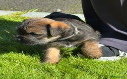 Border Terrier dogs for sale: Border Terrier KC Reg puppies - Image 6