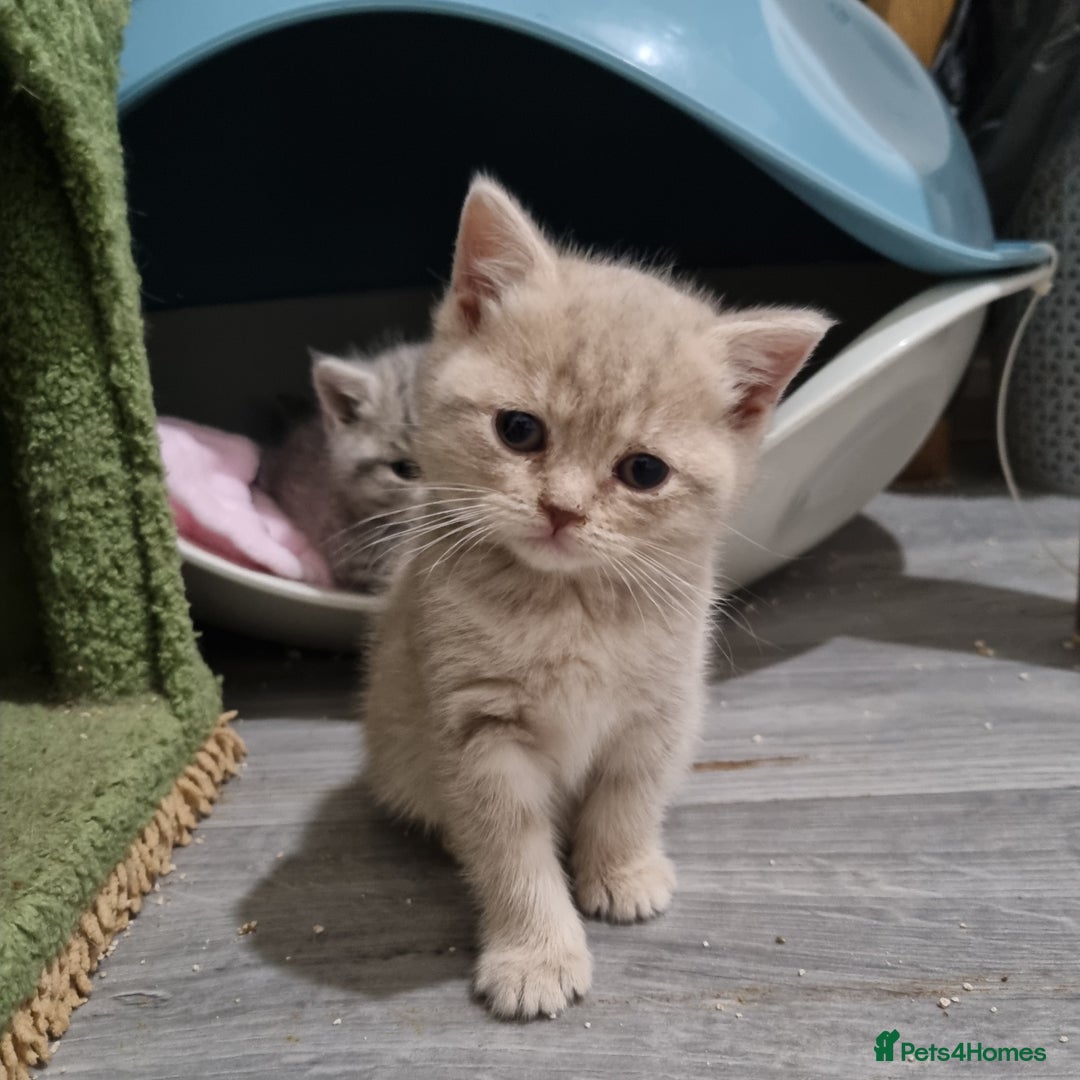 British Shorthair cats for sale: Blue & stripy, boys & girls ava British shorthairs in Eastbourne - Image 24
