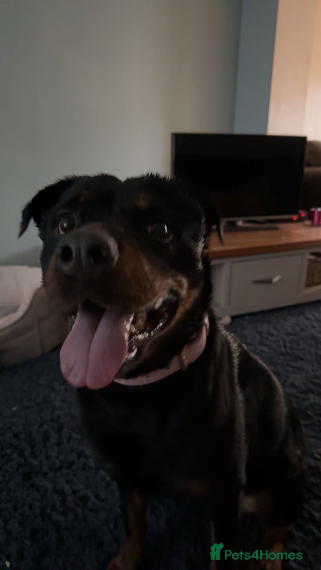 Rottweiler dogs for sale: Zulu 4 year old Rottweiler  - Image 8