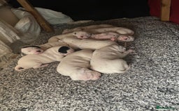 Dalmatian dogs for sale: Beautiful Dalmatian Puppies - Image 4