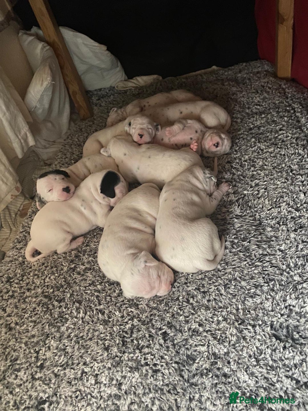 Dalmatian dogs for sale: Beautiful Dalmatian Puppies - Image 4