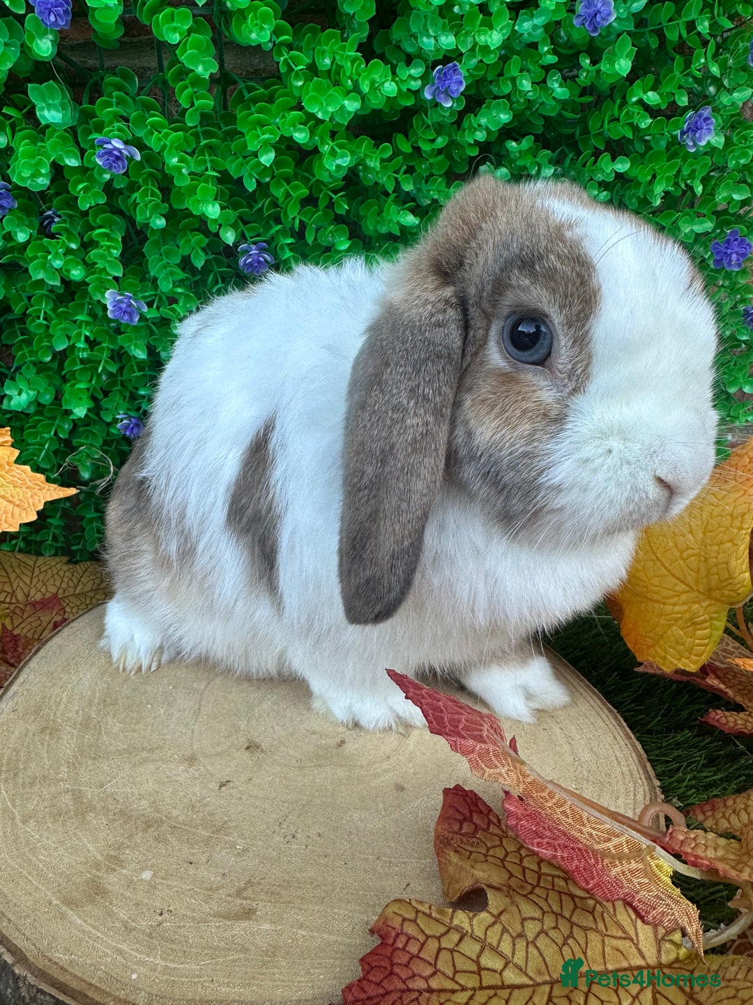 Mini Lop rabbits for sale: Beautiful mini lop adults (proven)  - Advert 9