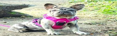 French Bulldog 2