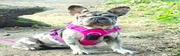 French Bulldog dogs for sale: French bulldog girls in Cwmbran - Advert 3