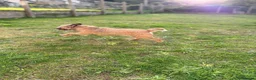 Border Terrier dogs for sale: Border Terrier Female,Monkey,Loving Home Wanted in Halifax - Advert 13