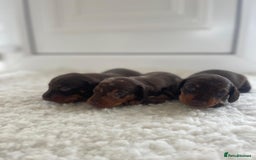 Miniature Dachshund dogs for sale: Miniature dachshund - Image 20