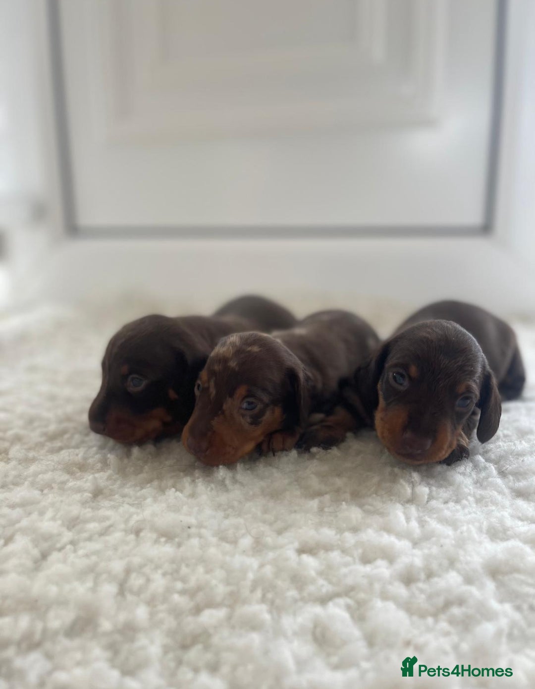 Miniature Dachshund dogs for sale: Miniature dachshund - Image 20