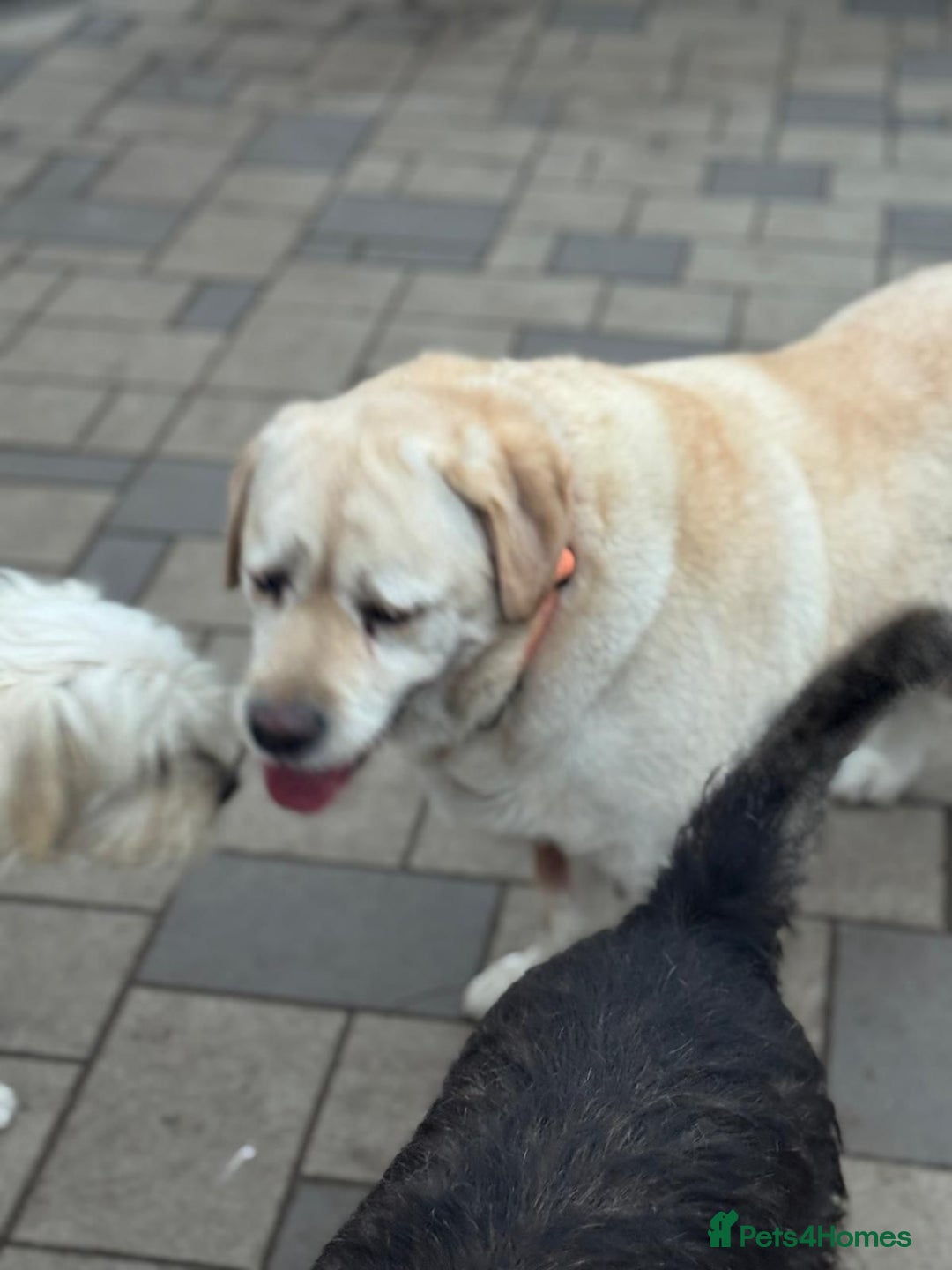 Labrador Retriever dogs for adoption: Gorgeous Trevor seeking a home - Advert 8