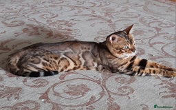 Bengal cats for sale: Full Pedigree Bengal boy - Image 5