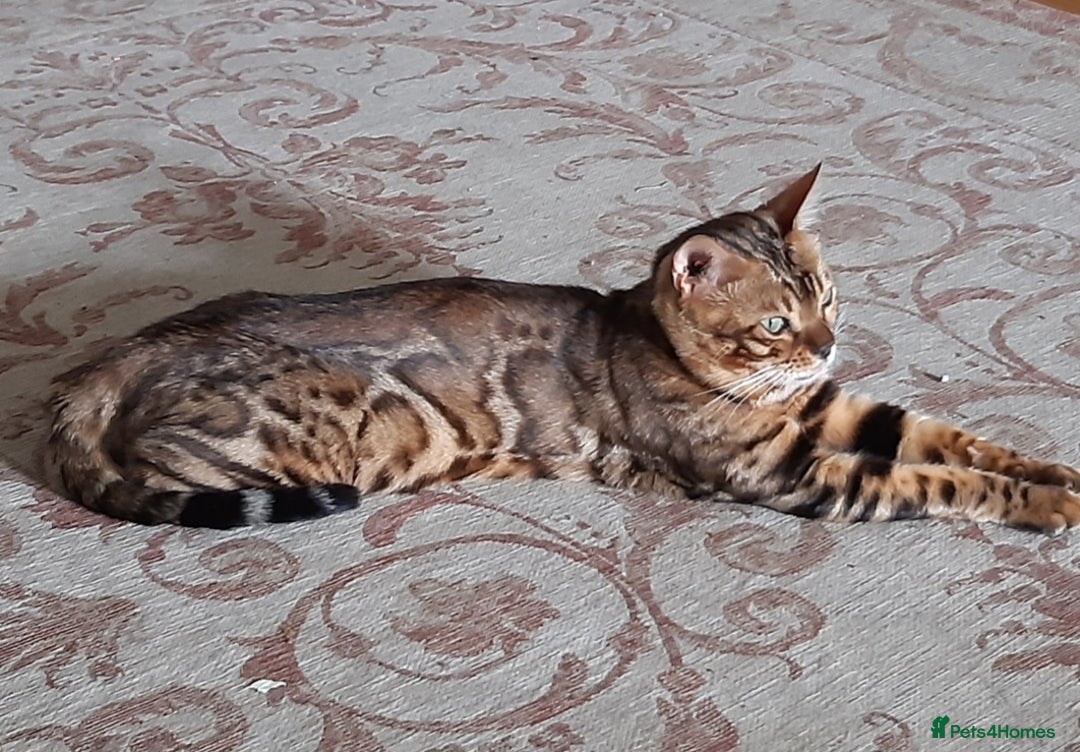 Bengal cats for sale: Full Pedigree Bengal boy - Image 5