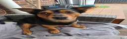 Chiweenie dogs for sale: Lovely 3 year old Diego for Rehoming 🐾💙 - Advert 8