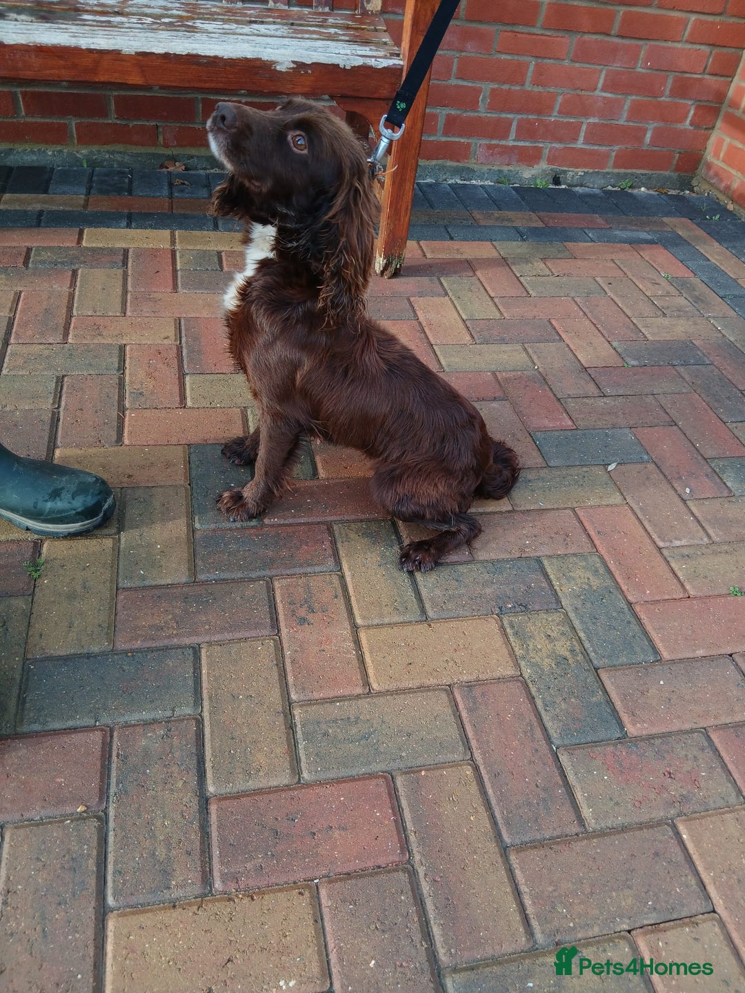 Cocker Spaniel dogs for sale: 2 beautiful cocker spaniel pups ready now - Advert 9