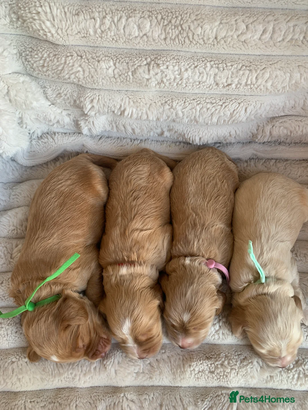 Cockapoo dogs for sale: Cockapoos Due 11th February- Waiting List Open - Advert 2