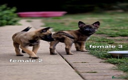 Mixed Breed dogs for sale: Stunning Shepsky Pups! - Image 15