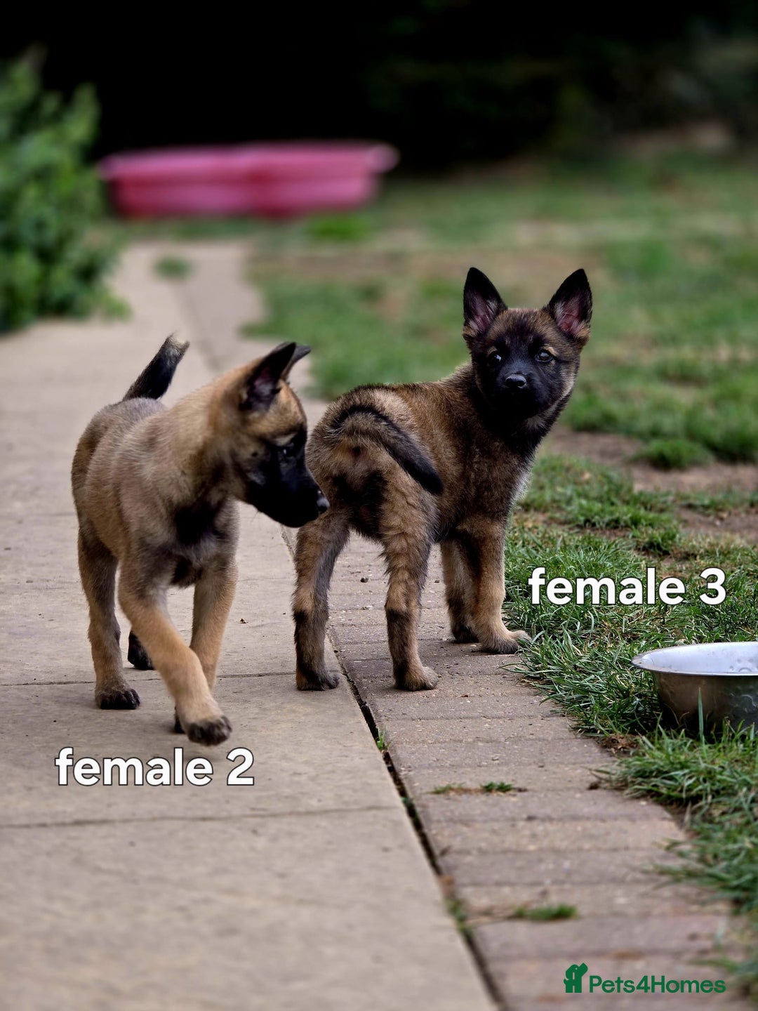 Mixed Breed dogs for sale: Stunning Shepsky Pups! - Image 15