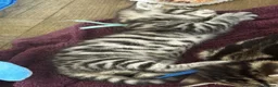 Bengal cats for sale: bengal cross kittens - Advert 5