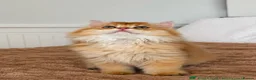 British Longhair cats for sale: Beautiful British Longhair Golden Shaded NY11  - Advert 2