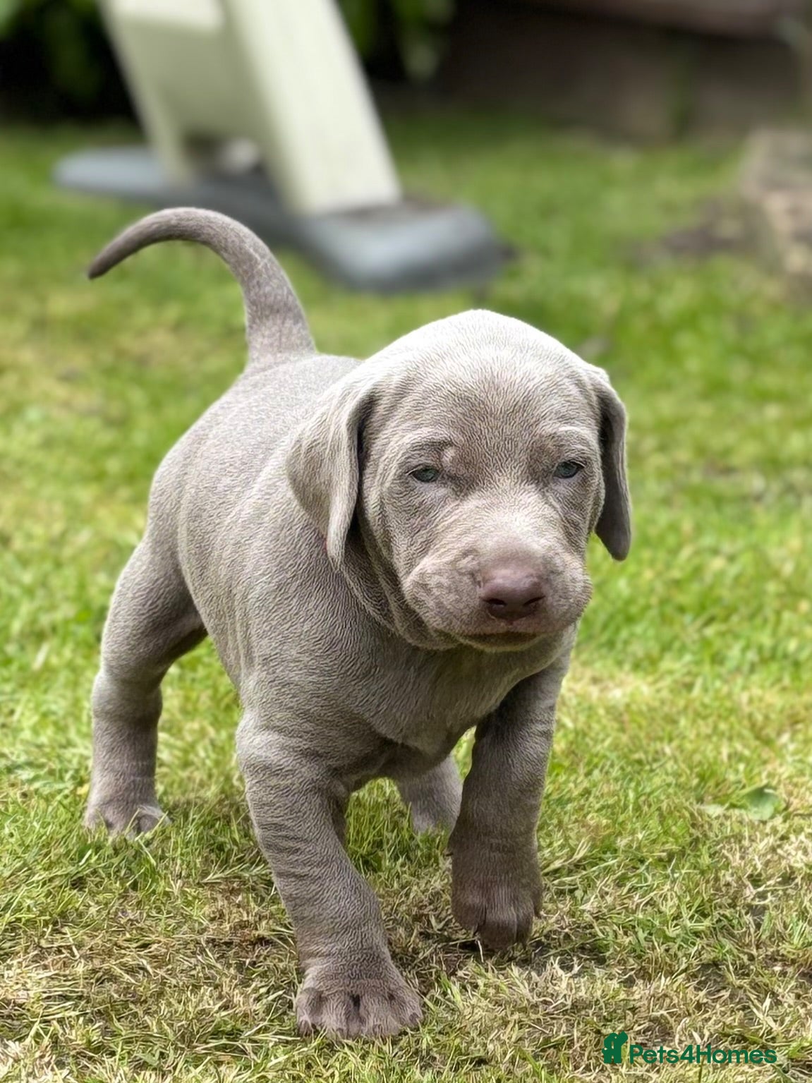 Mixed Breed dogs ADORABLE CHAMPION BLOODLINE PUPS - Advert 6