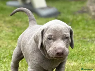 Mixed Breed dogs ADORABLE CHAMPION BLOODLINE PUPS - Advert 6