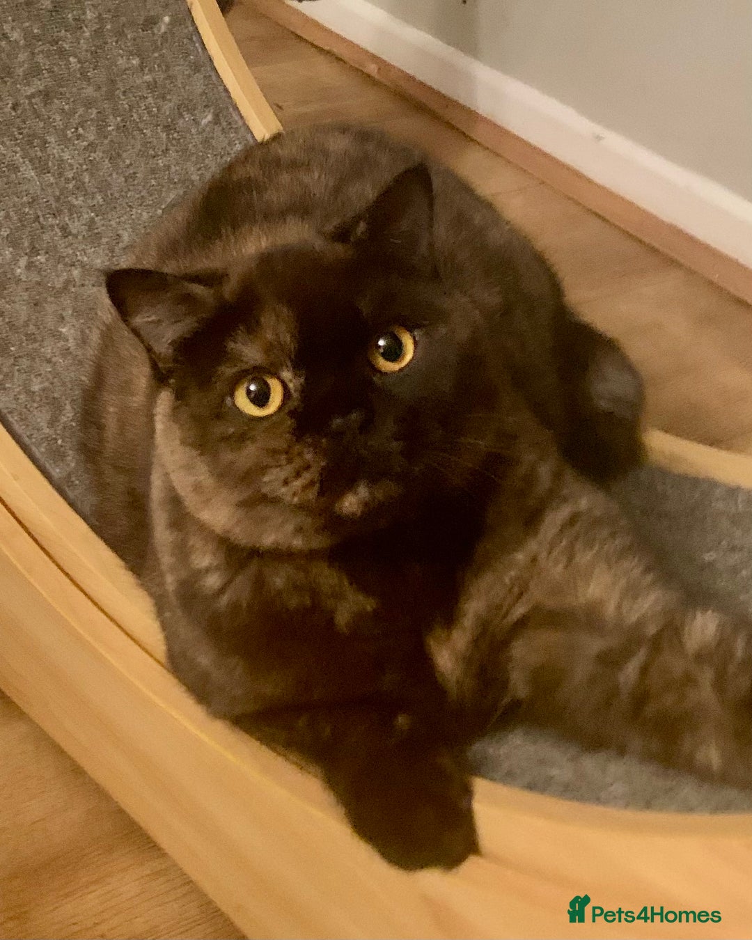 British Shorthair cats for sale: 🐾❤️Beautiful Black Tortie Girl❤️🐾 - Advert 2