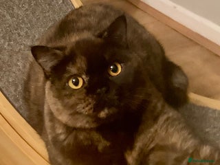 British Shorthair cats 🐾❤️Beautiful Black Tortie Girl❤️🐾 - Advert 4