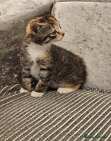 Mixed Breed cats - Advert 12