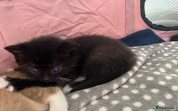 British Shorthair cats for sale: Beautiful British shorthair kitty!! - Image 12