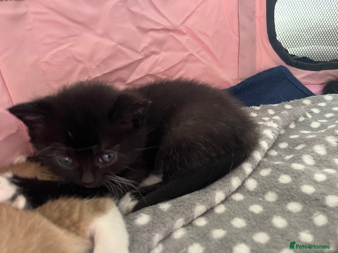 British Shorthair cats for sale: Beautiful British shorthair kitty!! - Image 12