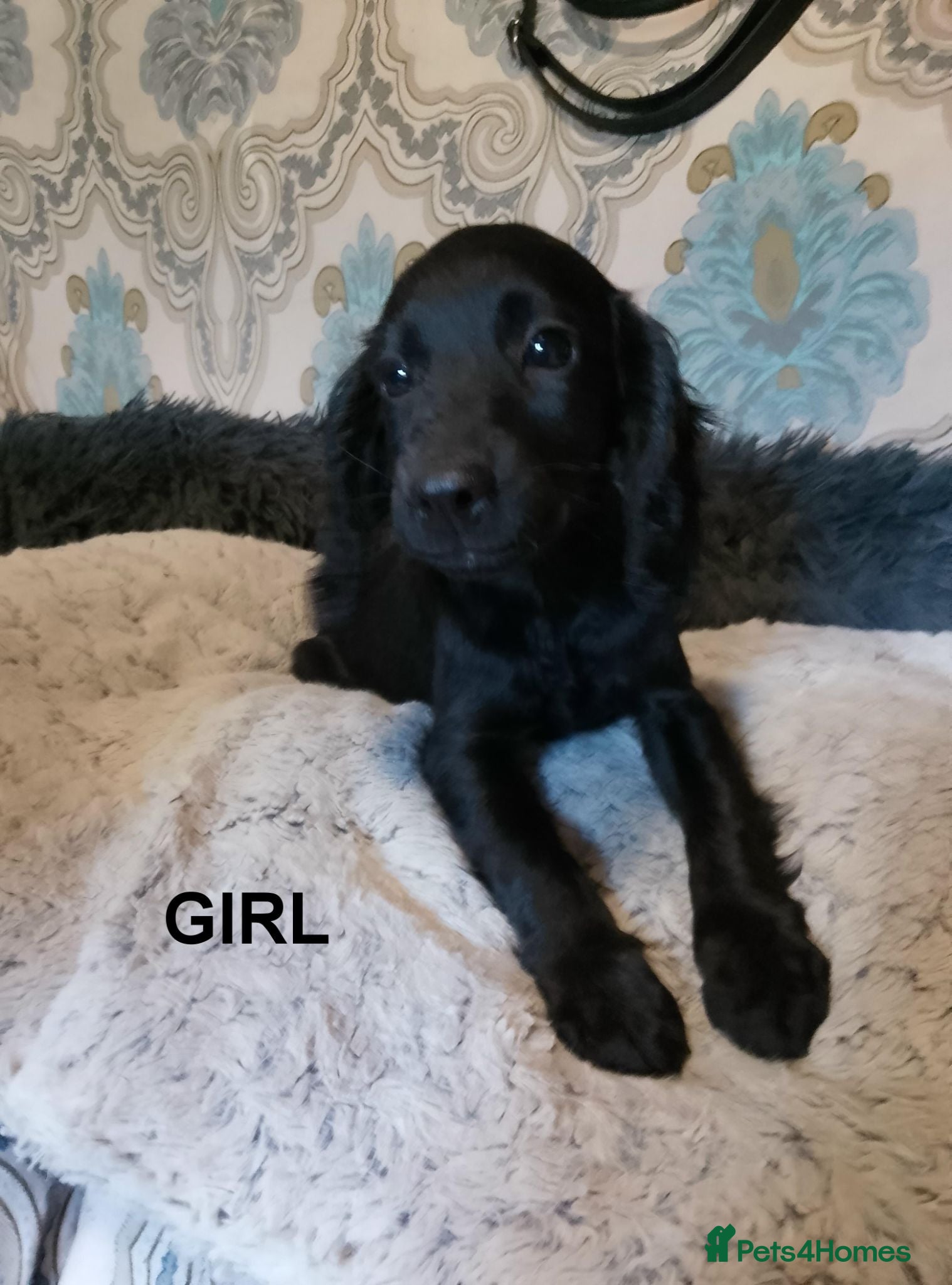 Cockapoo dogs  Cockapoo puppies 1 boy 1 girl left £650 - Advert 1