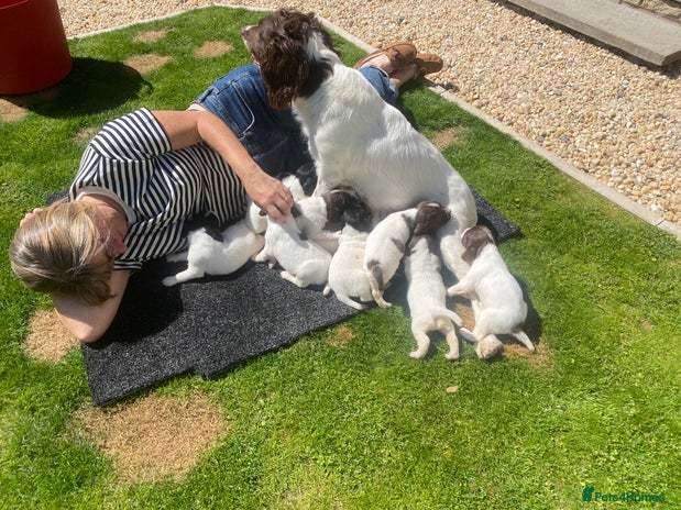 English Springer Spaniel dogs - Advert 10