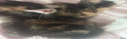 Bengal cats for sale: 2 kittens needing forever homes  in Aldershot - Advert 4