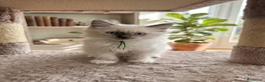 Ragdoll 1