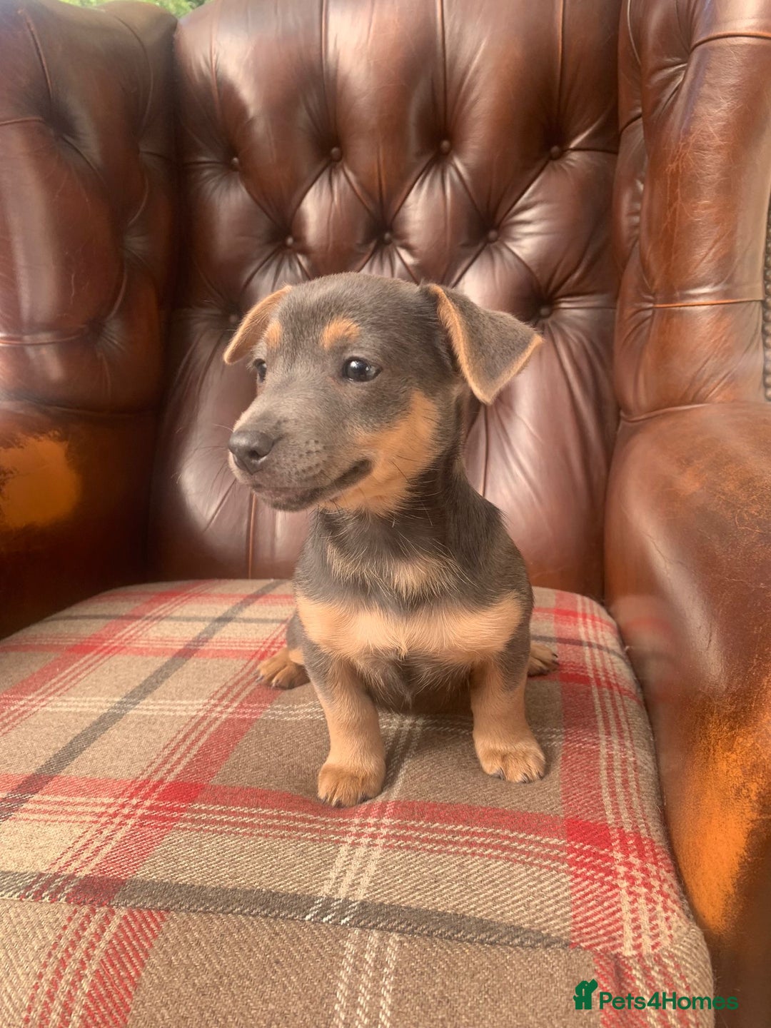Jack Russell dogs for sale: Fantastic litter of miniature jr rare  colours  - Image 16