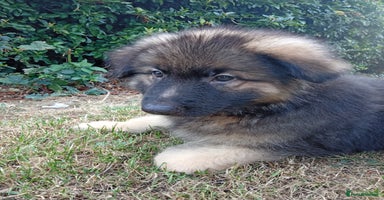German Shepherd dogs - Advert 6