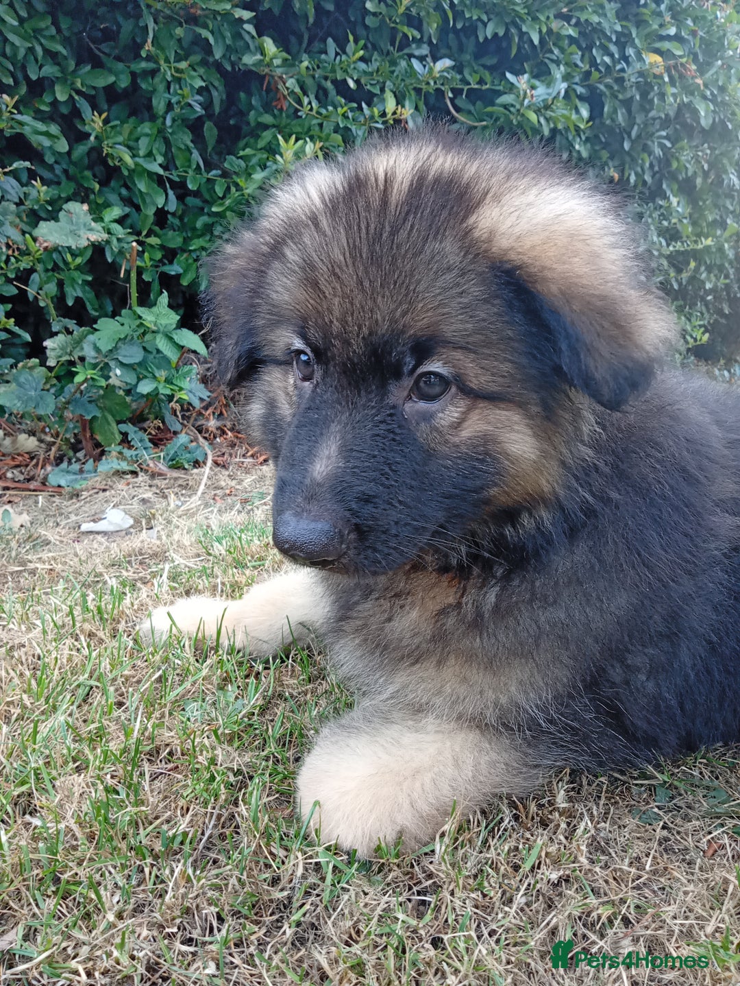 German Shepherd dogs for sale: KC Long Haired, Last Remaining boy  - Image 2
